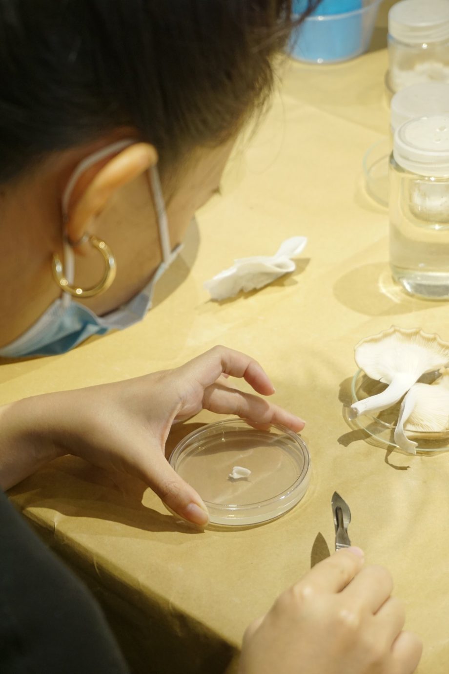 Tissue Culture of Grey Oyster Mushroom