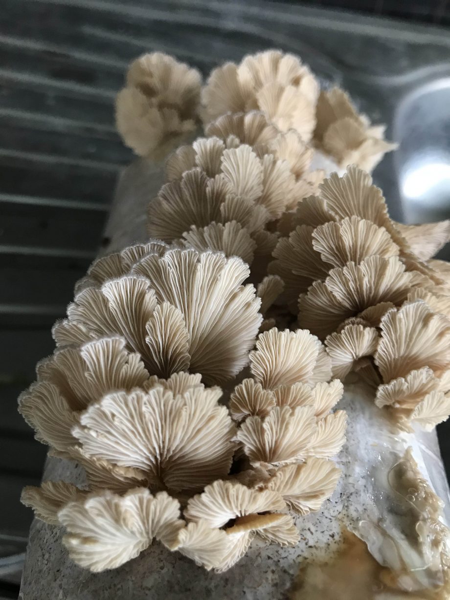 Split Gill Mushroom