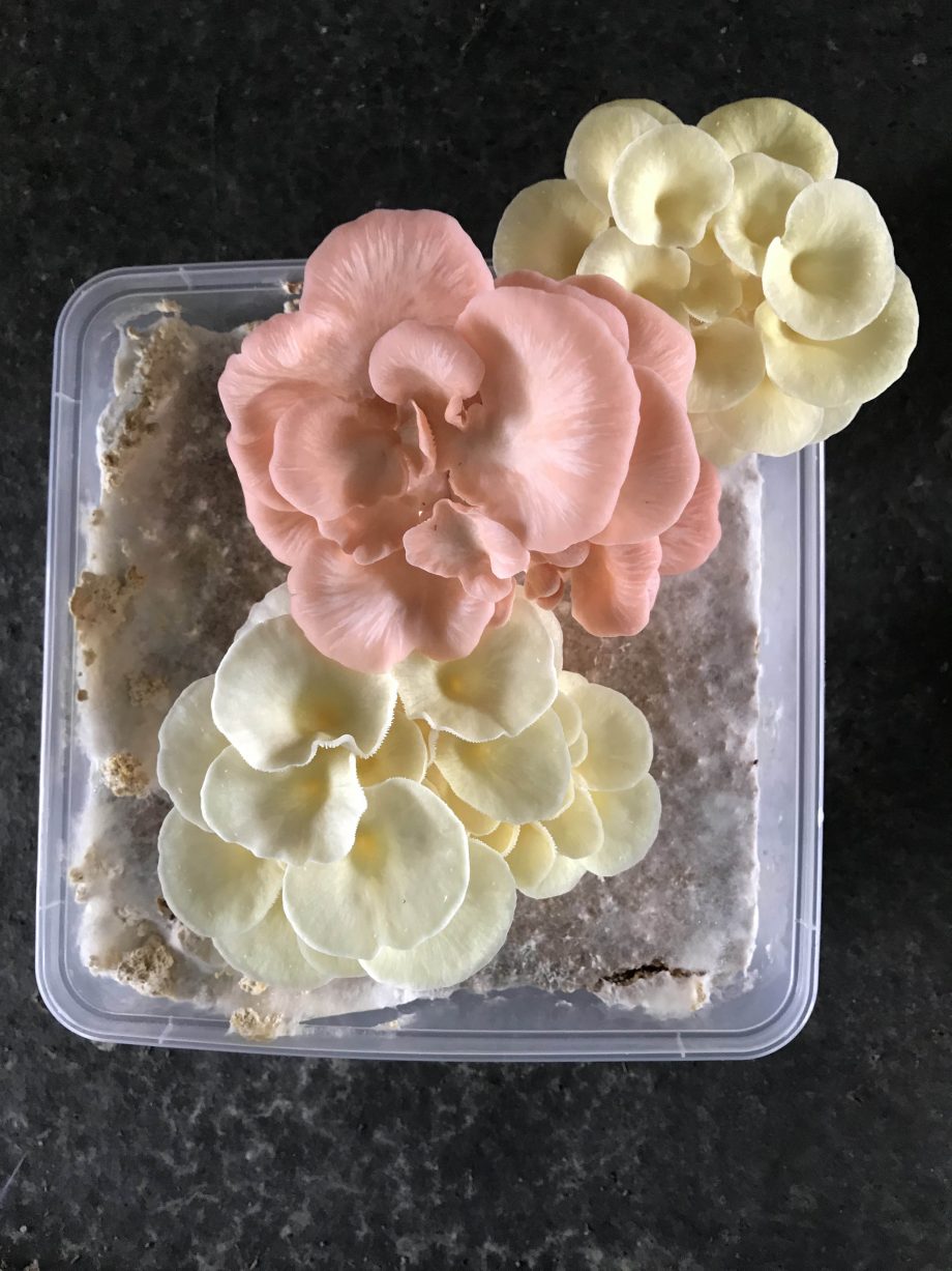 Pink and Yellow Oyster Mushroom