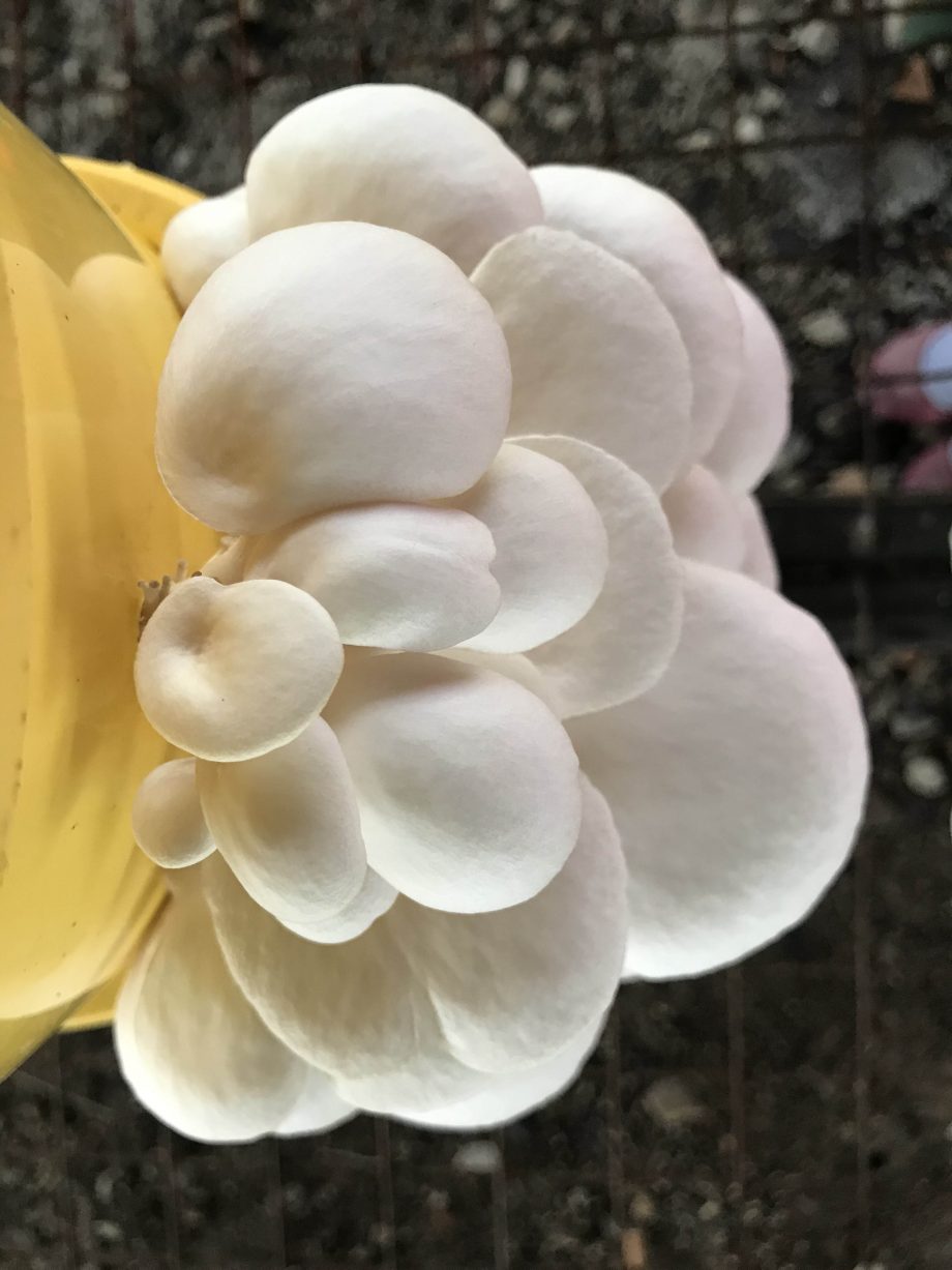 White Oyster Mushroom