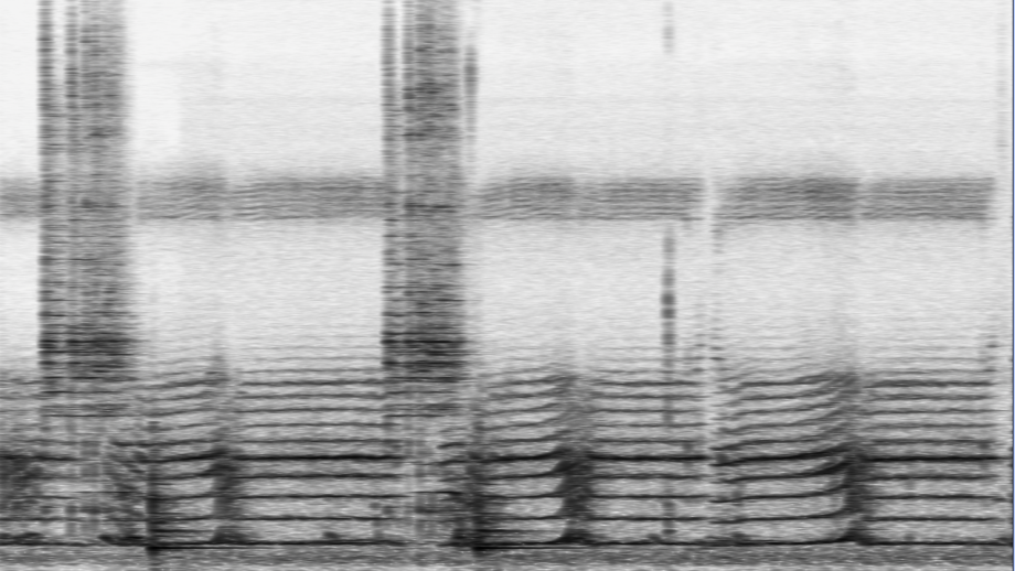 A photo of a spectrogram with a light grey background and black bands of sound.