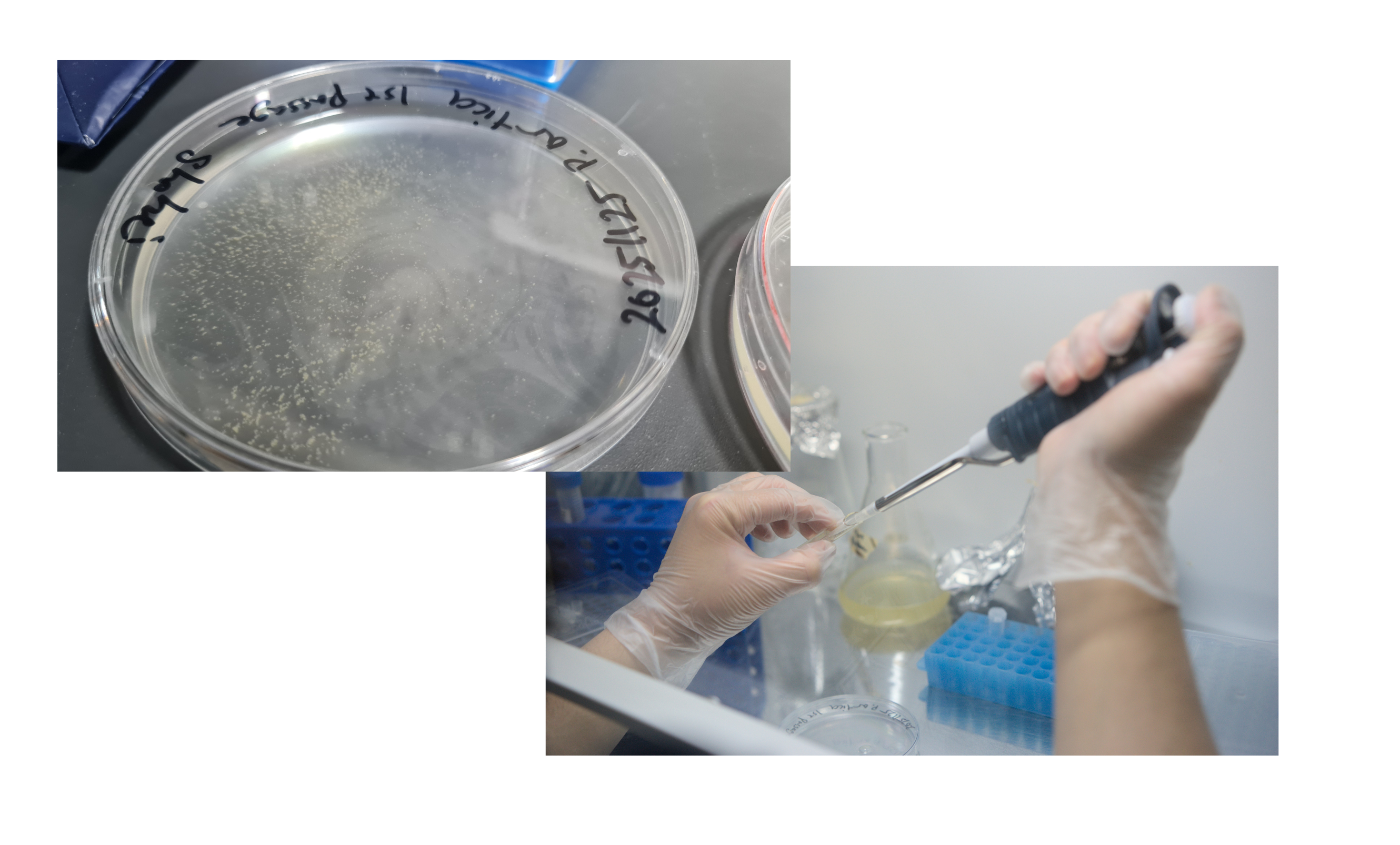 Image Collage. Left-image: petri dish on stainless steel table with colony growth on media. Right-image: person pipetting into small tube.