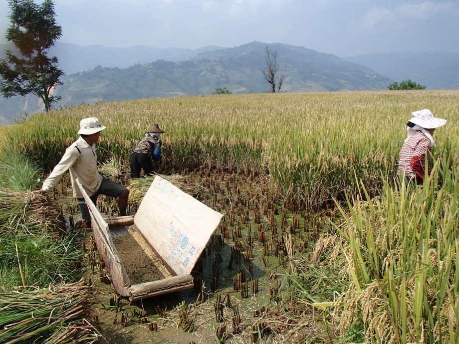 京都のタネvol05_参考画像04