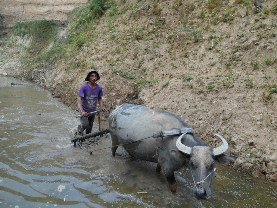 京都のタネvol05_参考画像03