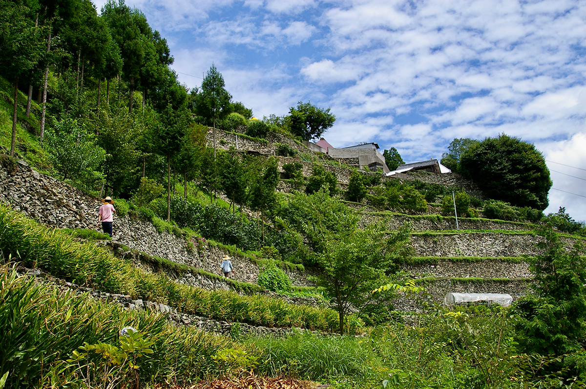 金子玲大さん参考画像01　石垣のある風景